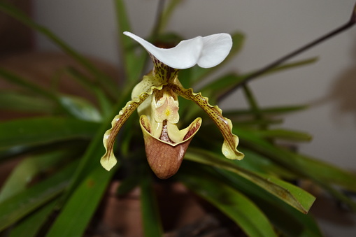 Beautiful orchid Paphiopedilum (slipper orchid also known as). Photo taken in the garden of my house in Joinville, Santa Catarina, Brazil.