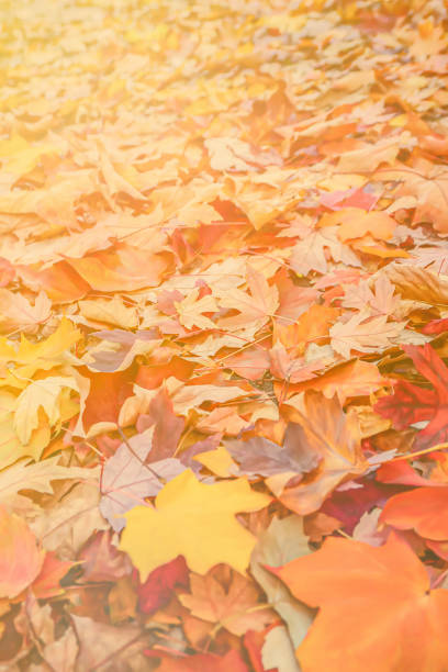 istock Autumn leaves 1416699860