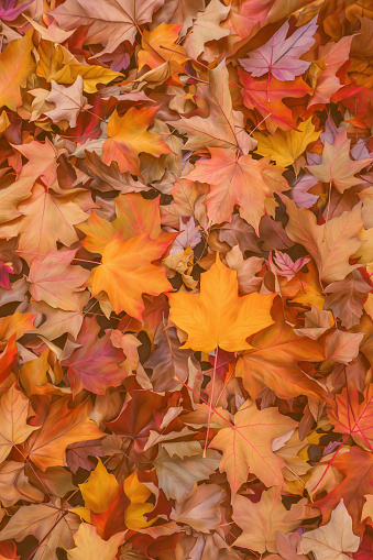 Autumn leaves on the ground full frame