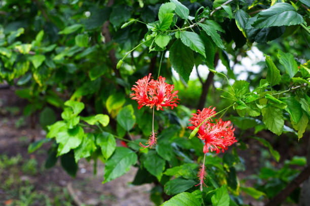 Blossom of Hibiscus schizopetalus flower on tree Blossom of Hibiscus schizopetalus flower on tree rosa chinensis stock pictures, royalty-free photos & images