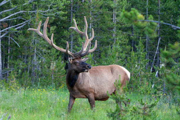 istock Antlered Elk in Yellowstone looking for danger 1416702756