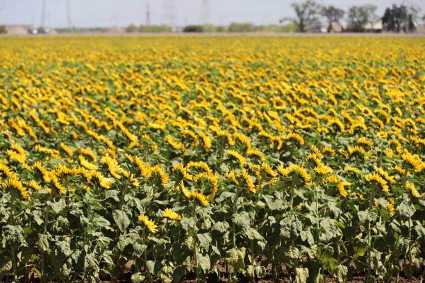 Sunflower in a field in Calfornia Photo of sunflower in a field in Calfornia woodland hills los angeles stock pictures, royalty-free photos & images