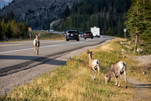 Young Mountain sheep in summer, Jasper National Park, AB, Canada