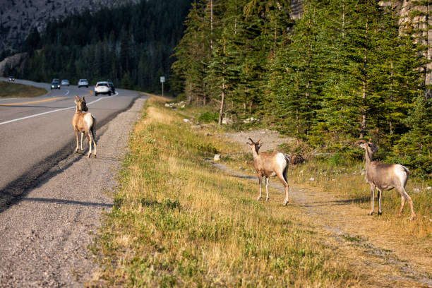istock Young Mountain sheep, Jasper National Park, AB, Canada 1416703988