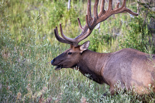 Bull elk with antler rack in summer, Jasper National Park, AB, Canada