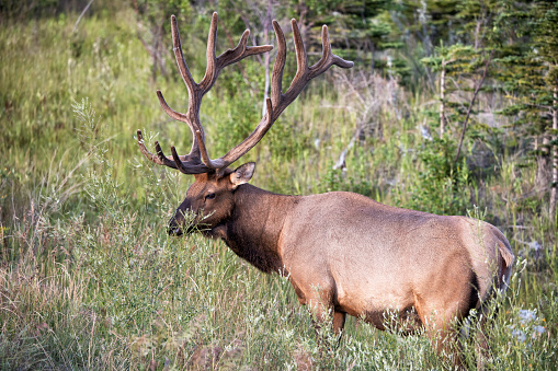 Elk ( Wapiti ) grazing on field in Yellowstone National Park