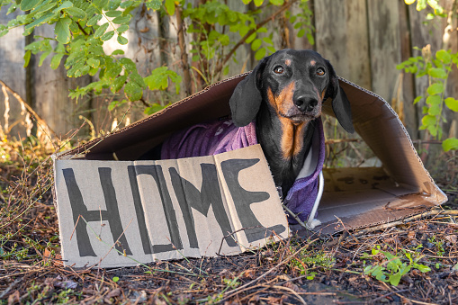 Dog sits in cardboard box on the ground with signboard house. Owner kicked aging dog out of house and left it in forest. Pet abuse. Stray homeless dachshund is looking for new home family.