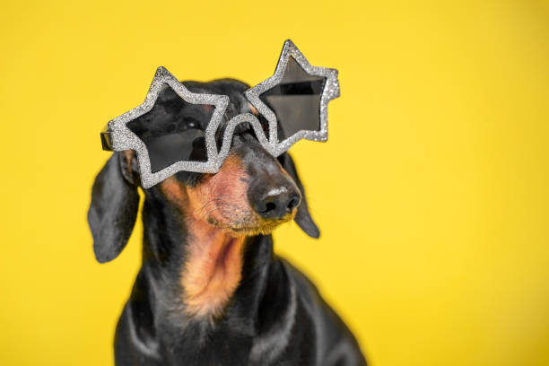 portret fajnego psa jamnika, ubranego w czarno-srebrne okulary w kszta�łcie gwiazdy na imprezę, który siedzi na żółtym tle, widok z przodu, miejsce na kopiowanie tekstu reklamowego. - celebryta zdjęcia i obrazy z banku zdjęć