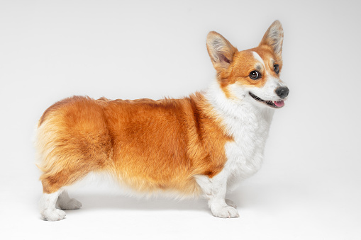 Glorious Welsh corgi Pembroke or cardigan puppy obediently stands straight and looks suspiciously, side view. Smiling dog poses in the studio for veterinary media, copy space.