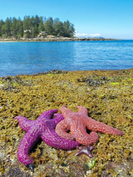 istock Starfish on an Island 1416706303