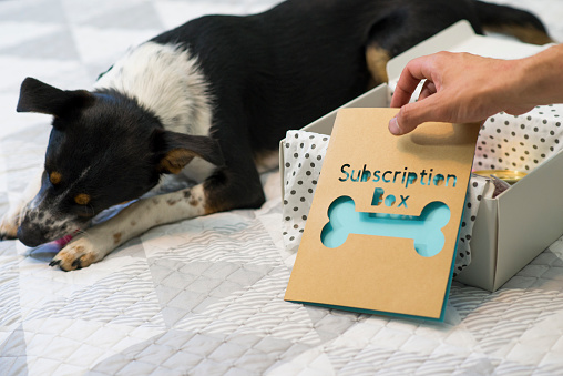 Closeup of anonymous pet owner's hands holding the card that came in a dog themed subscription box ordered in the mail. In the background a cute pet dog is chewing a tennis ball toy that came in the wrapped monthly box business.