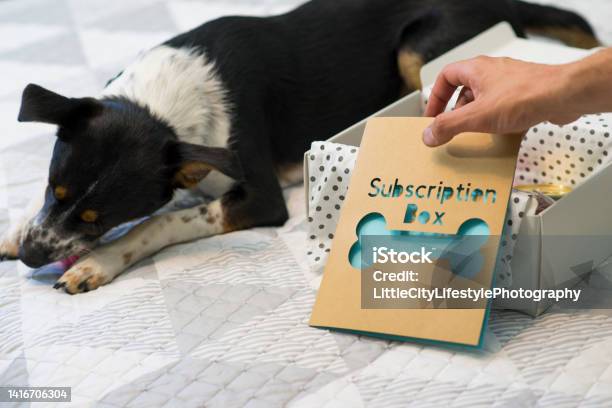 Pet Dog Enjoying A Subscription Box Of Toys Stock Photo - Download Image Now - Subscription, Business, Subscription Box