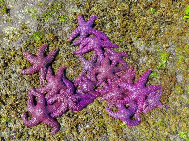 istock Starfish on an Island 1416706844