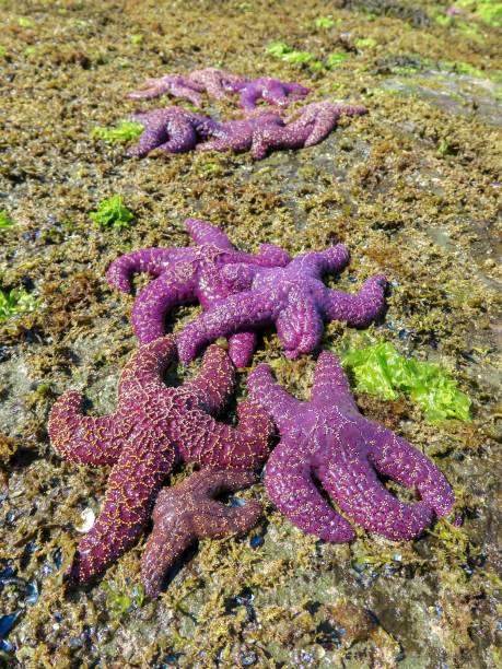 istock Starfish on an Island 1416707436