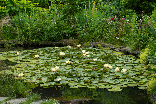 Biotope with waterlilies, Lythrum salicaria flowers (Blut-Weiderich) and reed.