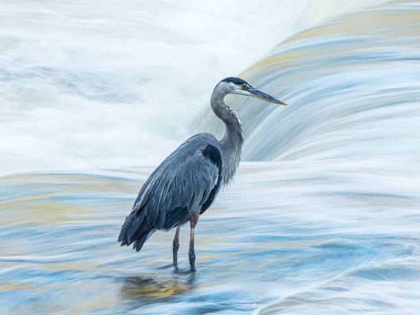Blue heron fishing in a waterfall