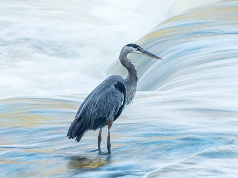 Beautiful blue heron fishing in Sauble Falls. Slow exposure of the waterfall and steady enough to capture a crisp pictures of the heron.