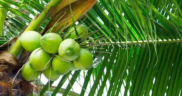 istock Coconut tree with bunches of coconut fruits 1416714021