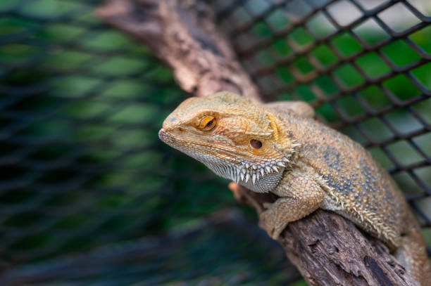 istock Close up Multicolor Beautiful Chameleon reptile with colorful bright skin. 1416714026