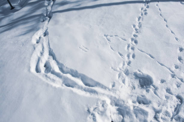 istock Winter park snow scene 1416719000
