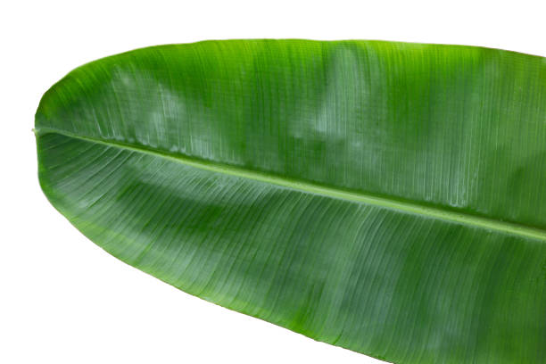 istock Fresh banana leaf on white background. 1416723599