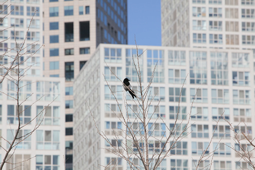 magpie on tree