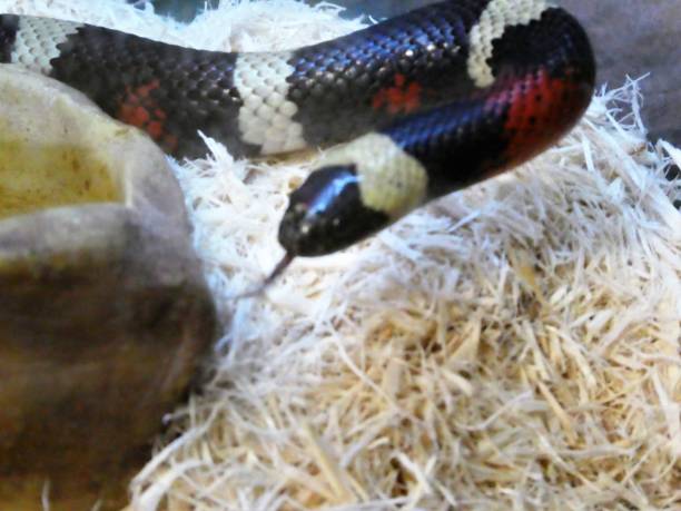 istock Milk Snake Pueblan Oreo 1416734912