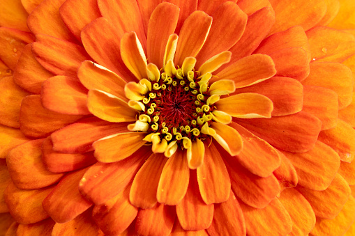 Gazania, Flower, On Top Of, Orange Color, Softness, Beauty, Floral Pattern, Single Flower