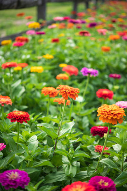 istock Zinnia in blossom 1416737244