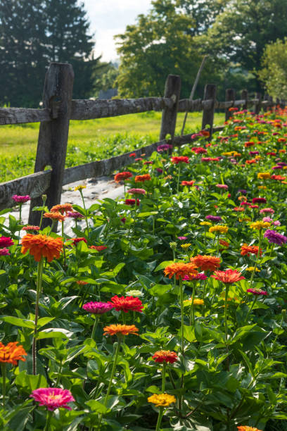 istock Zinnia in blossom 1416737282
