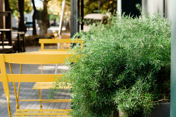 istock store with yellow chairs with green plants in the background 1416737554