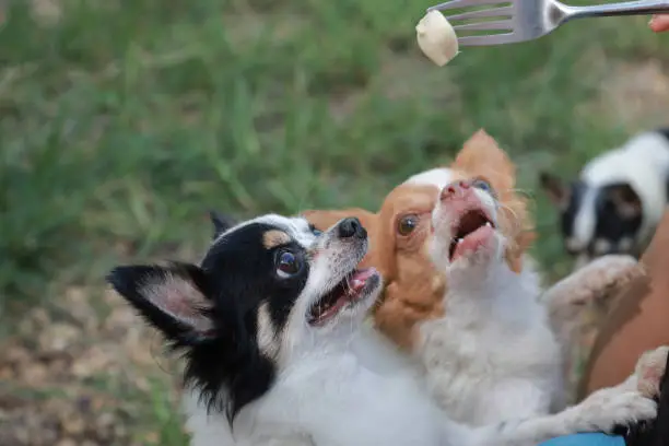 Photo of chihuahua dog,puppy is eating,Feeding the dog by hand,Dogs look at food,Dog food on had,blur,Soft focus.