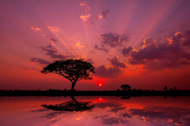 istock Panorama silhouette tree in africa with sunset.Tree silhouetted against a setting sun reflection on water.Typical african sunset with acacia trees in Masai Mara, Kenya. 1416758162