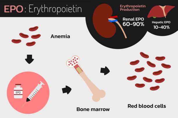 Erythropoietin (EPO) production from kidney , liver and Injection , vector illustration Erythropoietin (EPO) production from kidney , liver and Injection , vector illustration erythropoietin stock illustrations