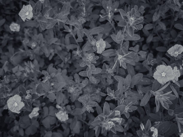 istock Leaves pattern background, Natural background with black and white color 1416761224