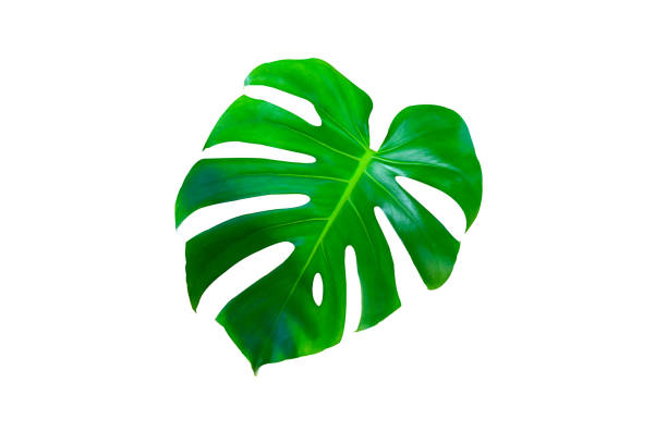 istock Croton leaf,Green Oxygenated leaves isolated on white background. 1416762464