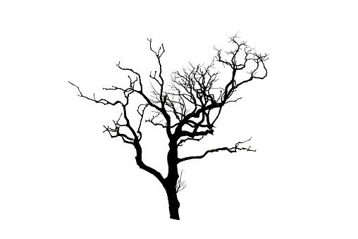 Gray and Black Old tree without leaves  isolated on white background