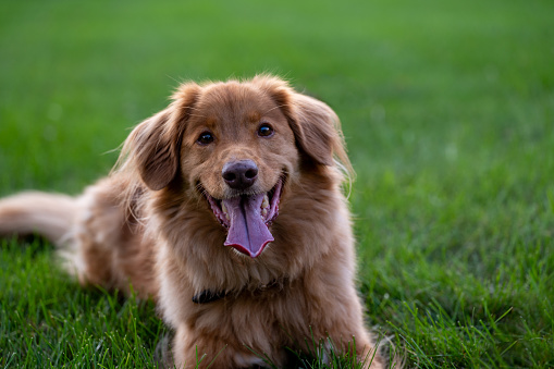 This is a photo of a happy and smiling Nova Scotia Duck Tolling Retriever resting in the grass while playing ball. High quality photo.