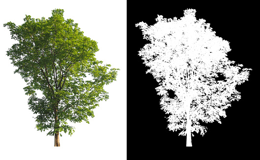 isolated single tree on white background and alpha mask or brush design