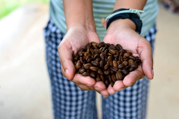 istock Hands holding fresh roasted natural coffee beans top view from above with blurred background. 1416772920