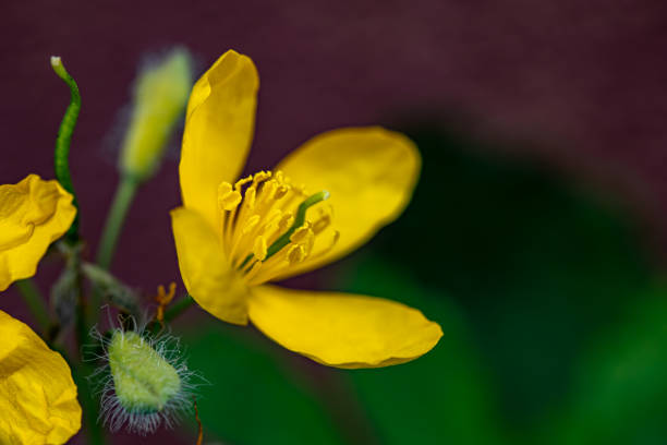 flowers captured in Bohinj valley Slovenia