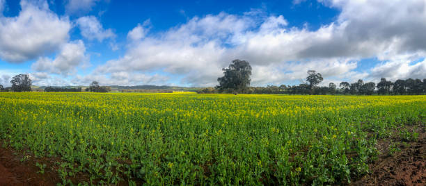 istock Canola fields outside of Bendigo 1416777699