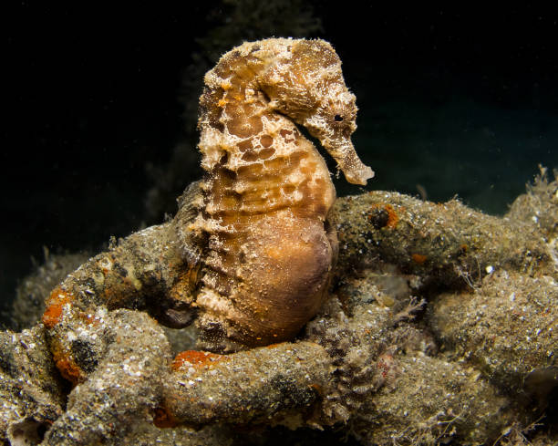 istock A pregnant seahorse attached to a mooring chain 1416777713
