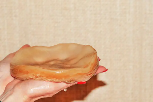 Photo of human hands hold kombucha kombucha for the preparation of the popular drink kombucha in the USA and Japan. the photo was taken on a brown background with a rough shadow.