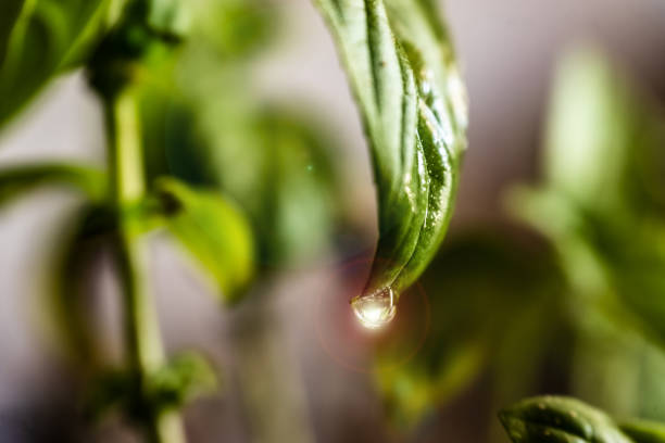 A water drops on green leaves with green background