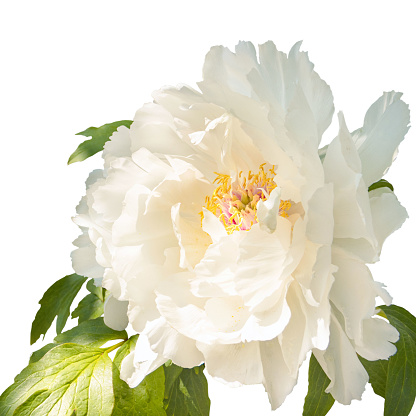 Beautiful large flower of white woody peony close-up. Isolated on a white background.