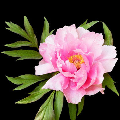 Large beautiful delicate pink peony tree. Isolated on a black background.