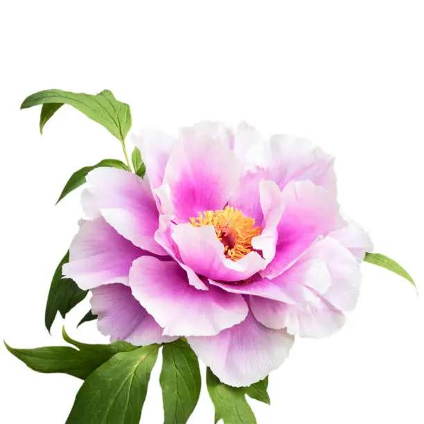 A large beautiful white-lilac flower of a tree peony. Isolated on white background