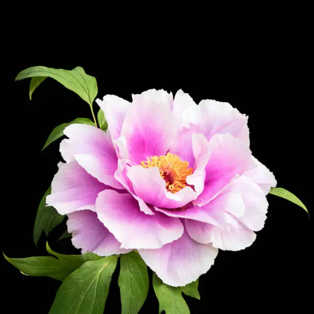 A large beautiful white-lilac flower of a tree peony. Isolated on black background