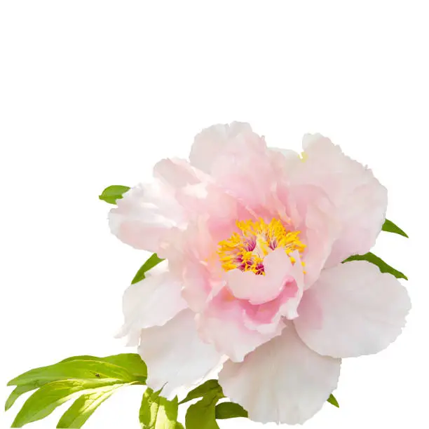 Large beautiful delicate pink peony tree. Isolated on white background